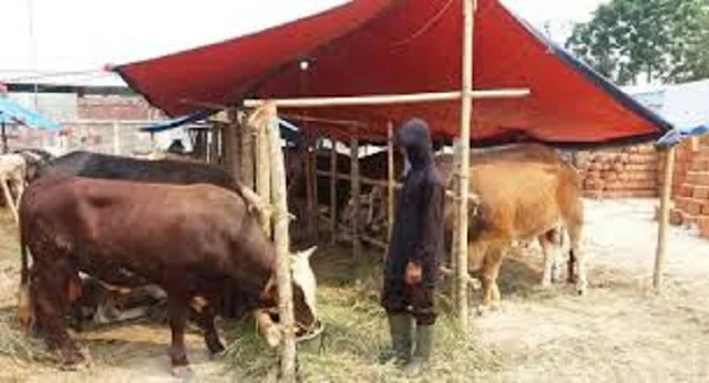 Disnak Keswan Lutra Himbau Pelaksana Pemotongan Hewan Qurban Patuhi Perda