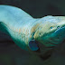 How do Electric eels produce shocks? And why?
