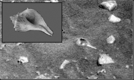 mars-seashell-lg