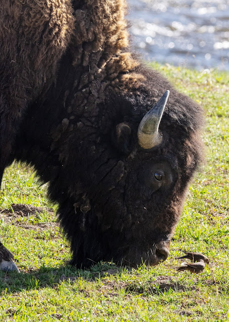 Yellowstone Bison with Birds Wyoming USA