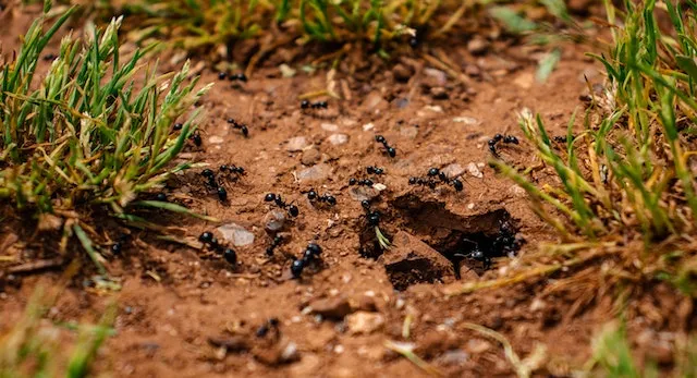 चीटियों को खाना खिलाने का उत्तम तरीका , benefits of feeding ants