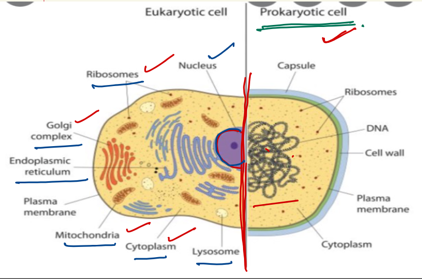 Exploring thе Intricaciеs of Eukaryotic Cеll Diagrams