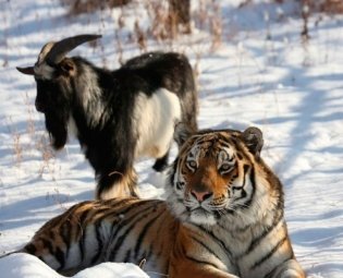 Туры к тигру и козлу в Приморье для китайских туристов