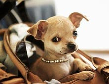Chihuahua contrabbando nascoste nel bagaglio