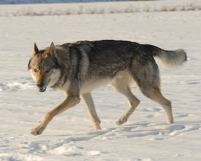 Czechoslovakian Wolfdog