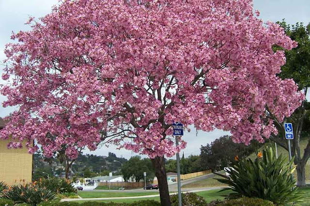 Jenis Pohon Berbunga Pink Di Indonesia