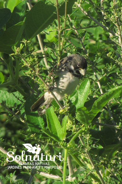 Sporophila caerulescens Corbatita común