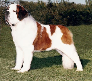 saint bernard dog st. bernhardshund bernhardiner hound swiss mountain