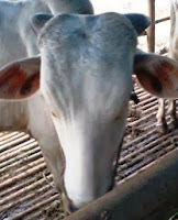 harga sapi qurban  2013 ddfqq