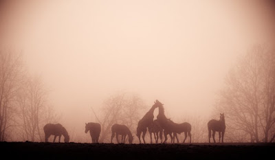 beautiful horses