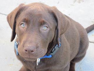 chocolate labrador puppy