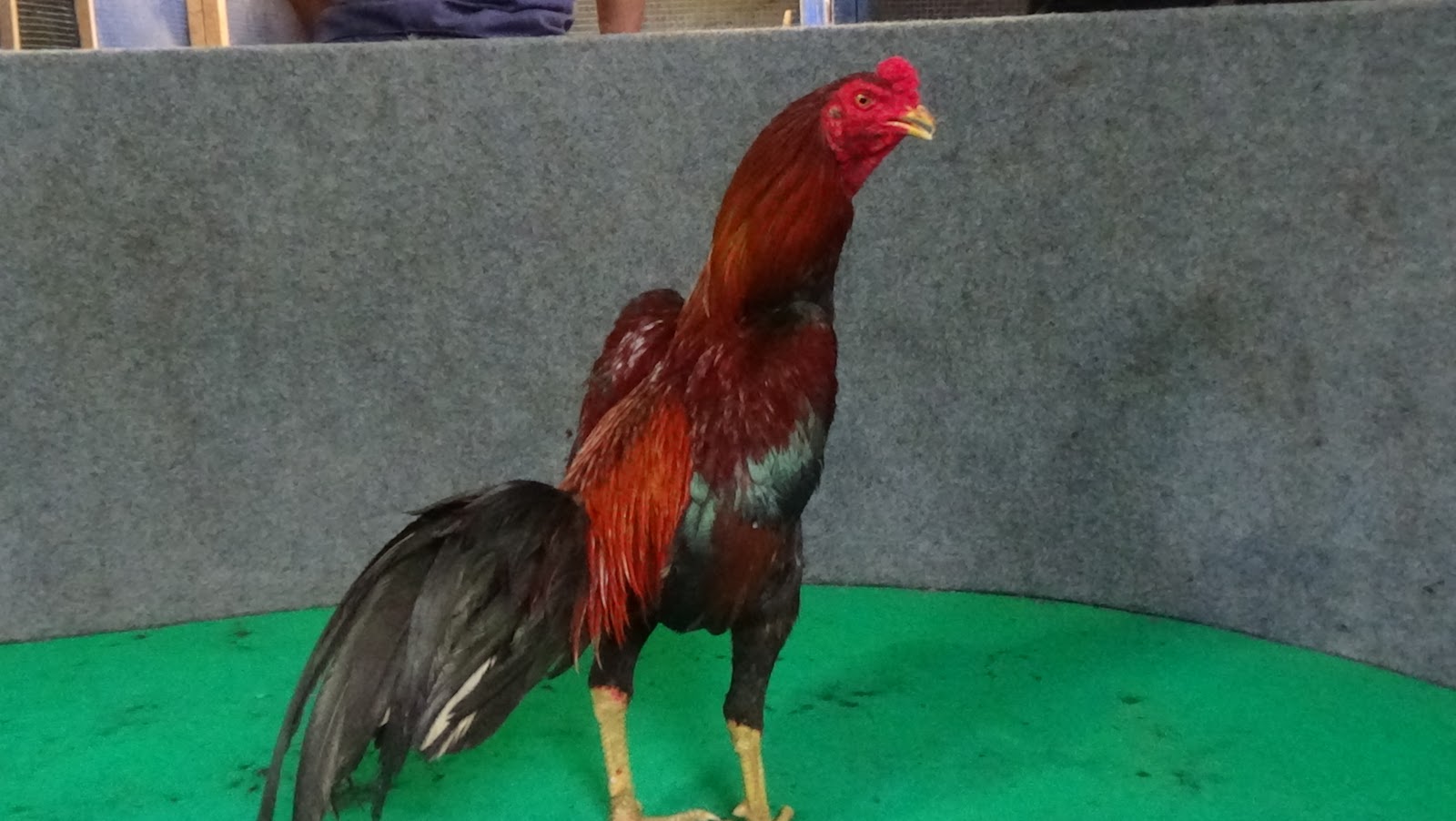 Tips Ayam Bangkok 2020: Manfaat Daun Kemangi Untuk Ayam Aduan