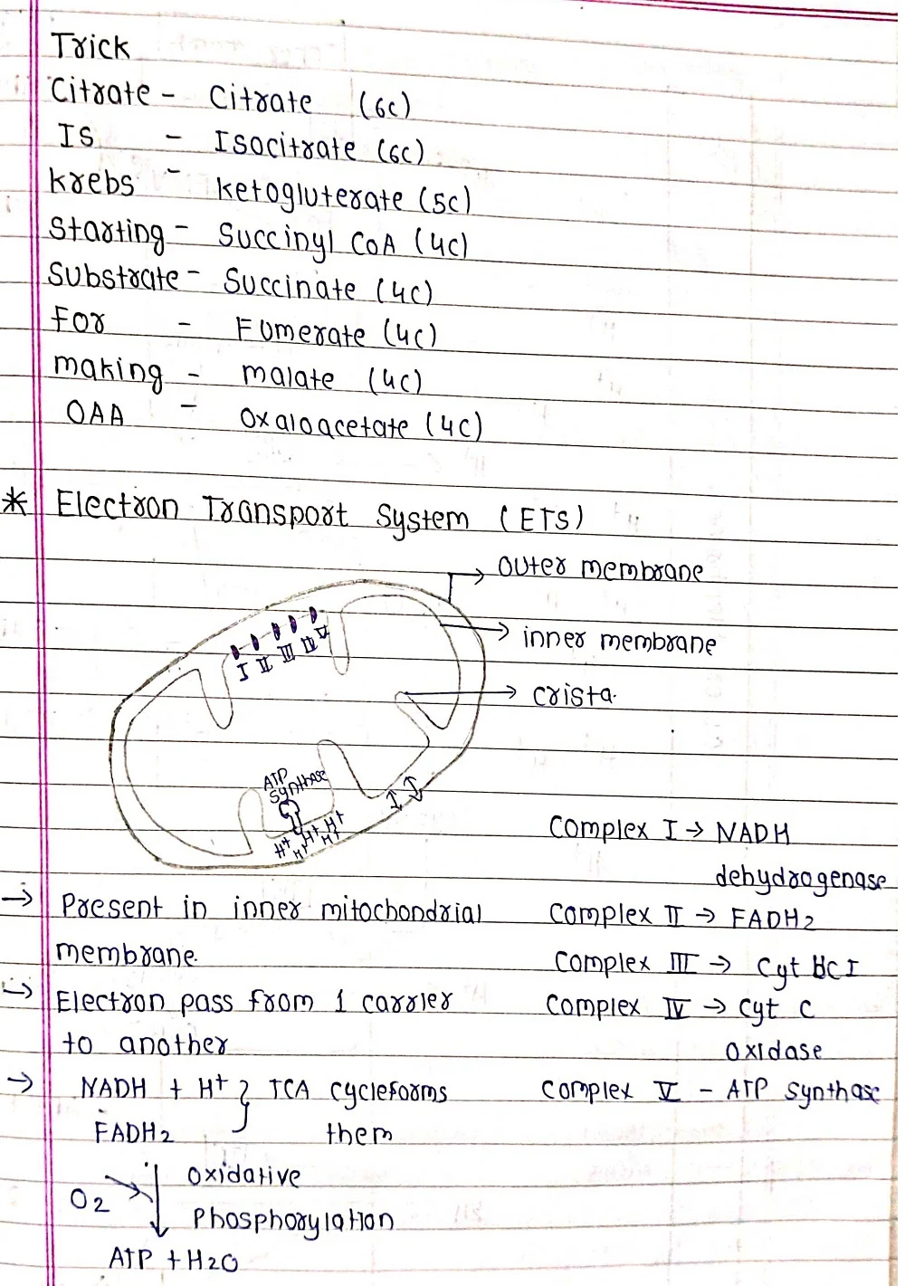 Respiration in Plants - Biology Short Notes 📚