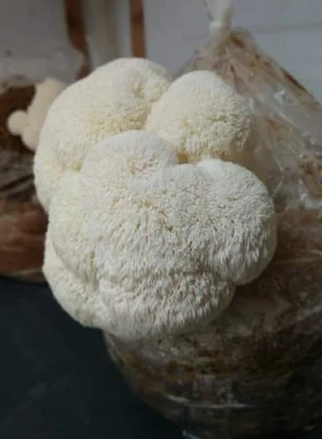 Lion's mane mushroom supplier in Pune