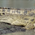 Video: Cuộc sống của loài Cá Sấu Sông Katuma