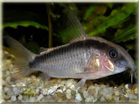 Skunk Cory Fish Pictures