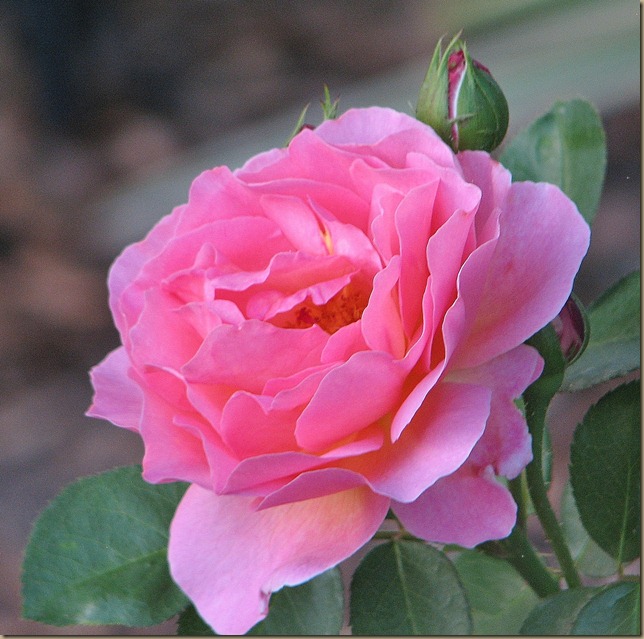 LilianAustin LilianAustin