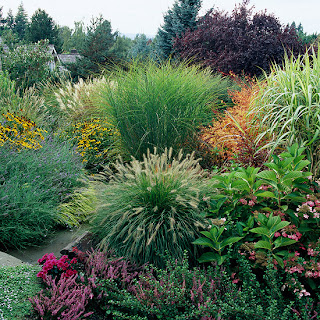 landscaping grasses and fescues