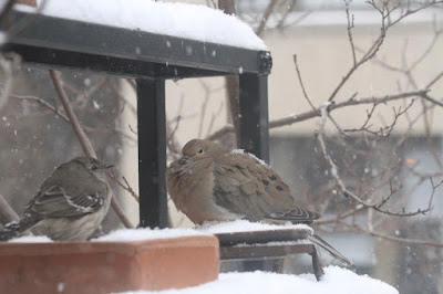 The ninth bird-themed image in this post. This picture shows two birds standing on a garden shelf during a snowfall. A Northern mockingbird is on the left and a Mourning dove is on the right.  These bird types are featured in my book series, "Words In Our Beak." Info re my books is included within another post on this blog @ https://www.thelastleafgardener.com/2018/10/one-sheet-book-series-info.html