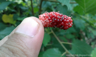 Buah mirip strawberry