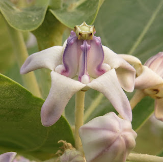 Calotropis gigantea