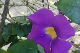 Thunbergia erecta purple flower picture 