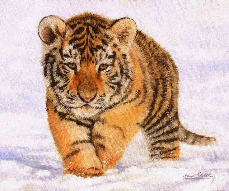 25 Gambar Harimau Yang Lucu Ayeey com