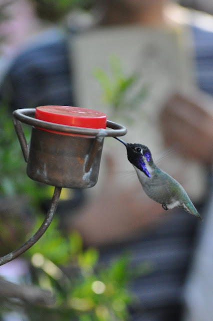 Hummingbirds Habitat