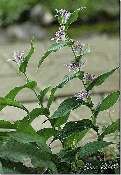 ToadLily_Sept7