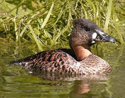 White backed Duck