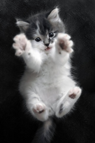 kitten wallpapers. cute kitten wallpaper.