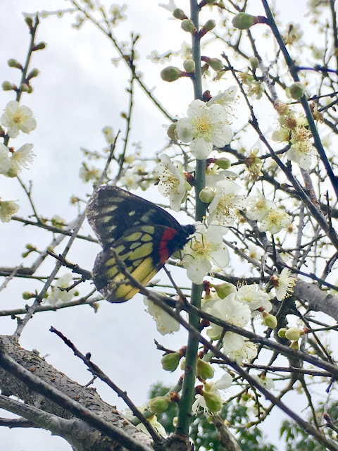 plum blossom, Jiaobanshan Park, Taoyuan, Taiwan