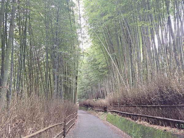 南投竹山大鞍竹海隧道，台版京都嵐山，孟宗竹林綠色隧道好療癒