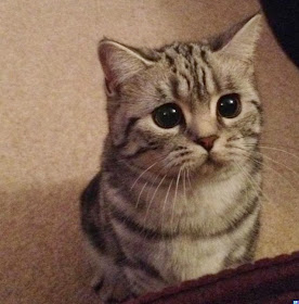 Funny cats - part 94 (40 pics + 10 gifs), cat pictures, cat with sad face