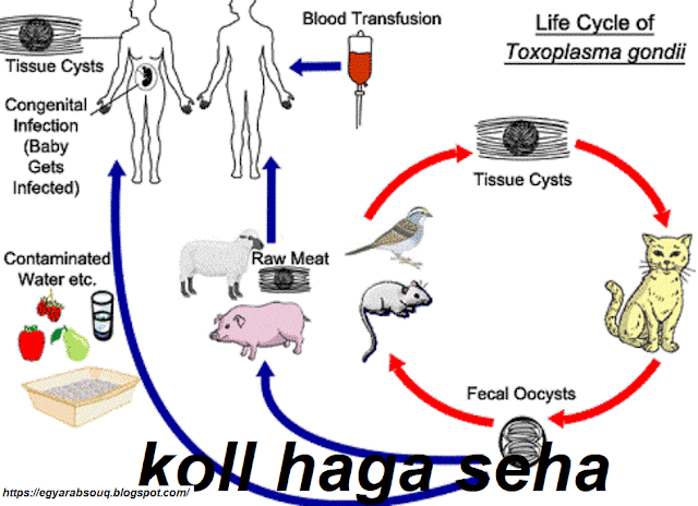 التكسوبلازما او (داء القطط وخطورته على الحوامل) %D8%AD%D9%88%D8%A7%D9%85%D9%843