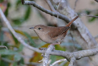 House Wren Birdhouse