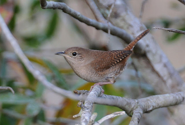 House Wren Birdhouse