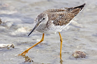 Greater yellowlegs, Morro Bay, CA - Nov. 2007, by ‘Mike’ Michael L. Baird