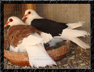 Franconian Velvet Shield Pigeon for sale