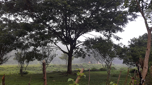 green foggy scenery