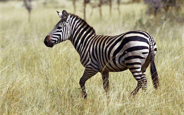 zebra photo