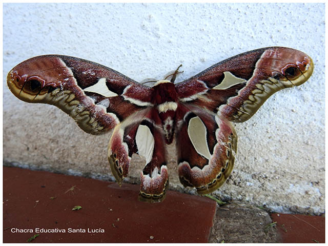 Polilla nocturna -Chacra Educativa Santa Lucía