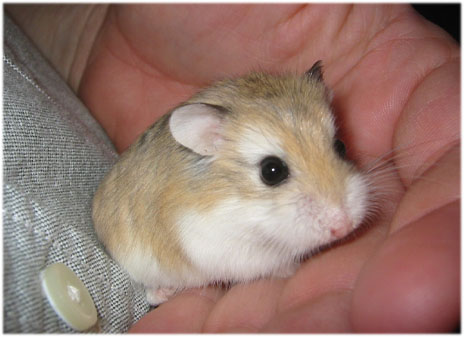 Pictures Baby Hamsters on Cute Baby Hamster