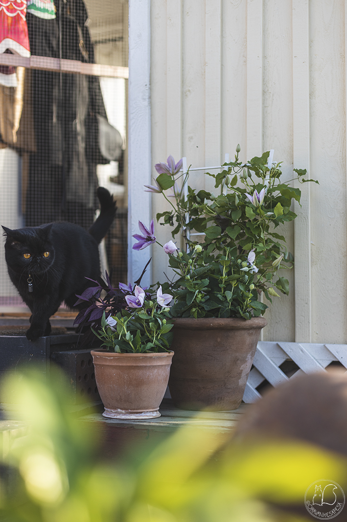 siirtolapuutarha ruukkupuutarhan mökin edustalla musta kissa