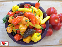 Chilli Harvest - 2nd September 2012