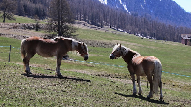 horse-wallpaper-riding