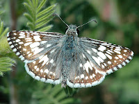 Common Checkered Skipper