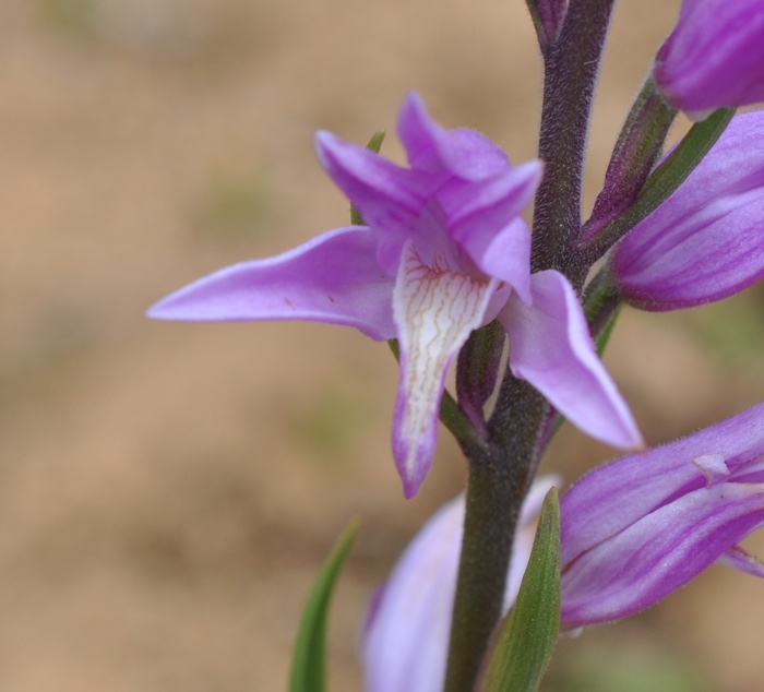 céphalanthére rouge