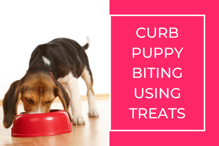 puppy biting training tips