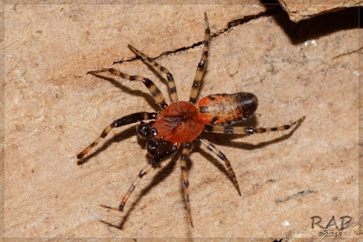 Araña tejedora roja (Alpaida gallardoi)